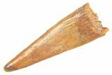 Fossil Pterosaur (Siroccopteryx) Tooth - Morocco #298522-1
